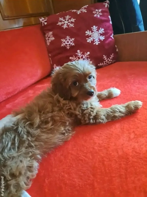 Băiețel Cavapoo - imagine 2