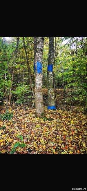 Padure si pasune de vanzare