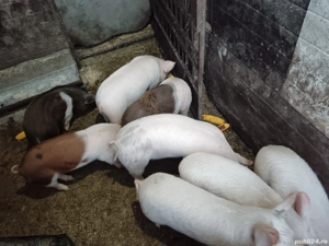 Vând purcei  - imagine 3