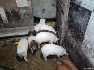 Vând purcei  - imagine 4