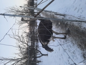 Strut African Black Ostrich  - imagine 3