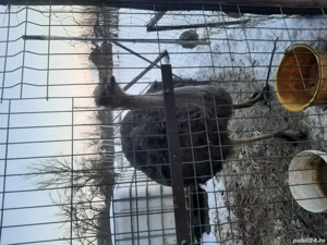 Strut African Black Ostrich  - imagine 4
