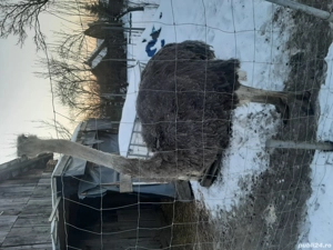 Strut African Black Ostrich  - imagine 2