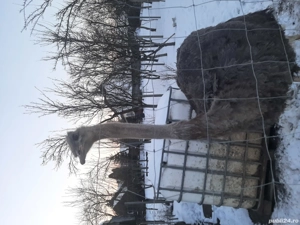 Strut African Black Ostrich 