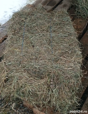 Vand Baloti de Fan din trifoi si iarba 