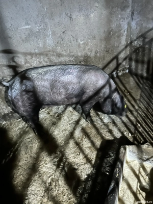 Scroafa de vanzare  - imagine 4