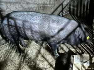 Scroafa de vanzare  - imagine 3