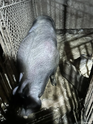 Scroafa de vanzare  - imagine 5