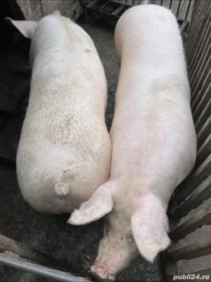 Sacrific porc de carne în data de 24 ianuarie ! - imagine 2