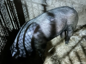 Scroafa de vanzare  - imagine 2