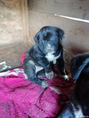 pui cane corso - imagine 3