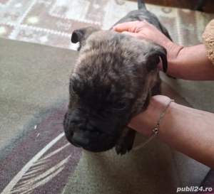 pui cane corso - imagine 4