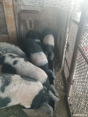 Vand Vieri Bazna necastrati - imagine 3