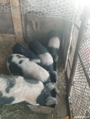 Vand Vieri Bazna necastrati - imagine 4