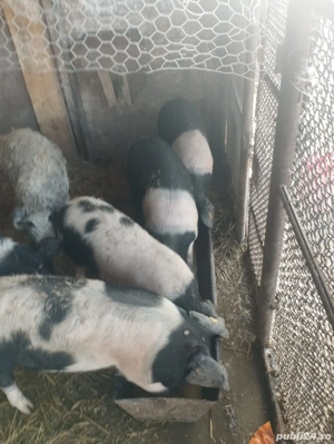 Vand Vieri Bazna necastrati