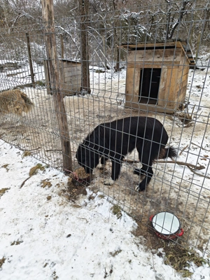 Prieteni de familie  - imagine 4