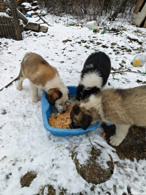 Prieteni de familie  - imagine 2