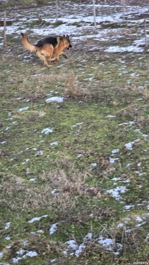 Ciobănesc german femelă  - imagine 4