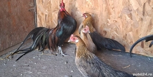 Vând păsări austrolop, plymonth și Phoenix potarnichiu - imagine 5