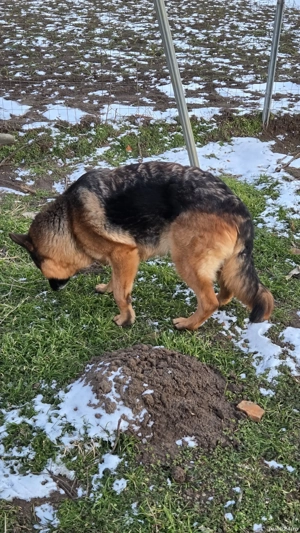 Ciobănesc german femelă  - imagine 2