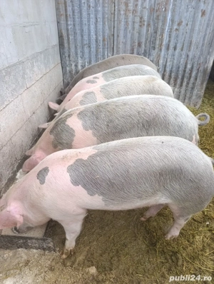 Vând porci 120 kg - imagine 3