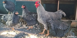 Vând păsări austrolop, plymonth și Phoenix potarnichiu - imagine 2