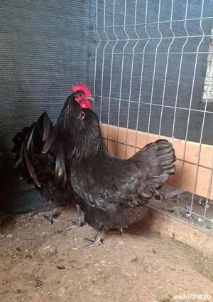 Vând păsări austrolop, plymonth și Phoenix potarnichiu - imagine 4