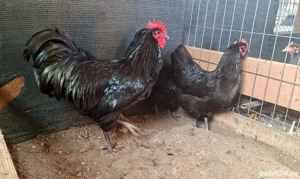 Vând păsări austrolop, plymonth și Phoenix potarnichiu - imagine 3