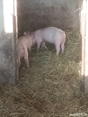 Vând purcei 500 lei  - imagine 2