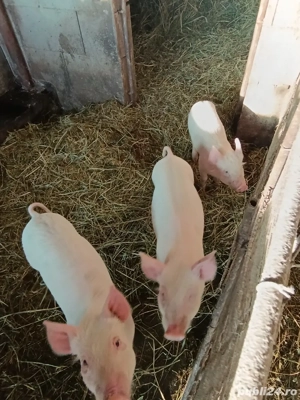 Vând purcei 500 lei  - imagine 3