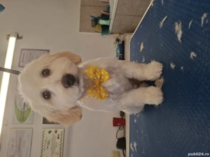 Pui bichon de 6 luni - imagine 2