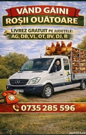 Vand gaini Isa brawn si roka livrare gratuita  la domiciliu