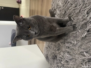 Motanel british  - imagine 2