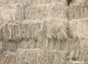 Baloti fan - comuna Letcani, judetul Iasi