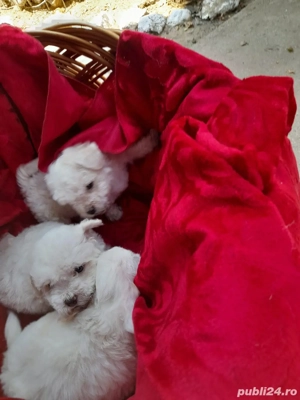 Catei Bichon Maltez - imagine 2