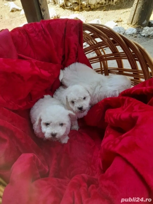 Catei Bichon Maltez - imagine 4