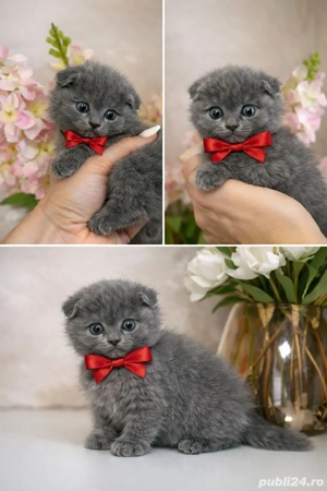 Puiuți superbi de Scotish Fold  - imagine 3