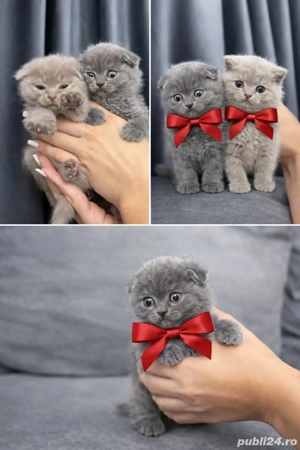 Puiuți superbi de Scotish Fold  - imagine 5