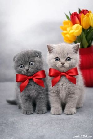 Puiuți superbi de Scotish Fold  - imagine 2