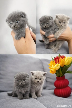 Puiuți superbi de Scotish Fold  - imagine 4