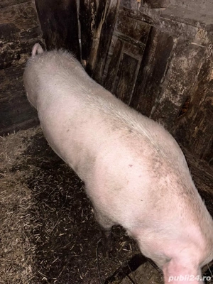 Vand scroafa  - imagine 2