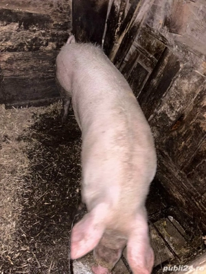 Vand scroafa  - imagine 3