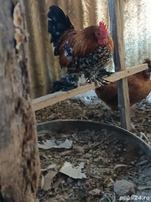 mii de flori... - imagine 2