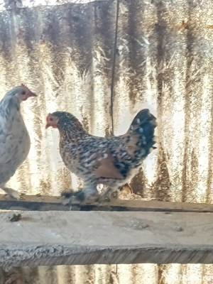 mii de flori... - imagine 5