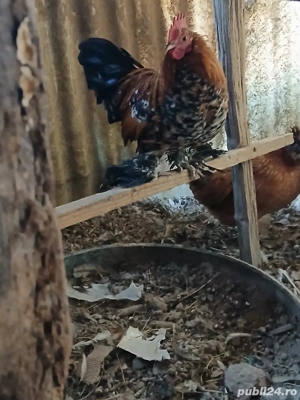 mii de flori... - imagine 3