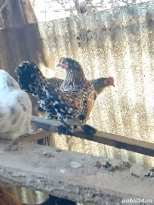 mii de flori... - imagine 4