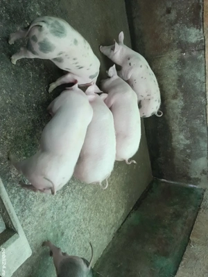 Grăsuni Porci  - imagine 2