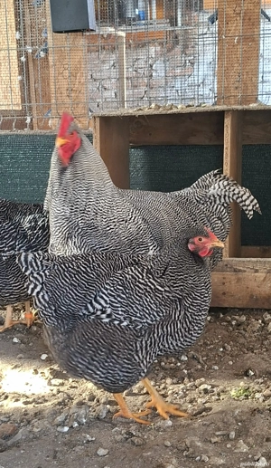 Găini din Rasa :Plymounth,Austrolop SI Phoenix Potârnichiu - imagine 5