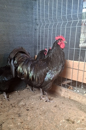 Găini din Rasa :Plymounth,Austrolop SI Phoenix Potârnichiu - imagine 4