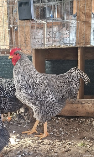 Găini din Rasa :Plymounth,Austrolop SI Phoenix Potârnichiu - imagine 2